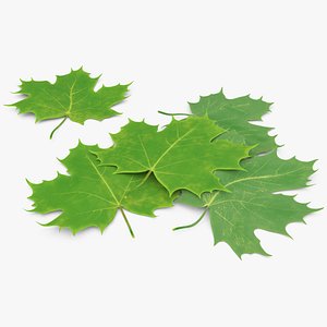 Green Maple Leaves