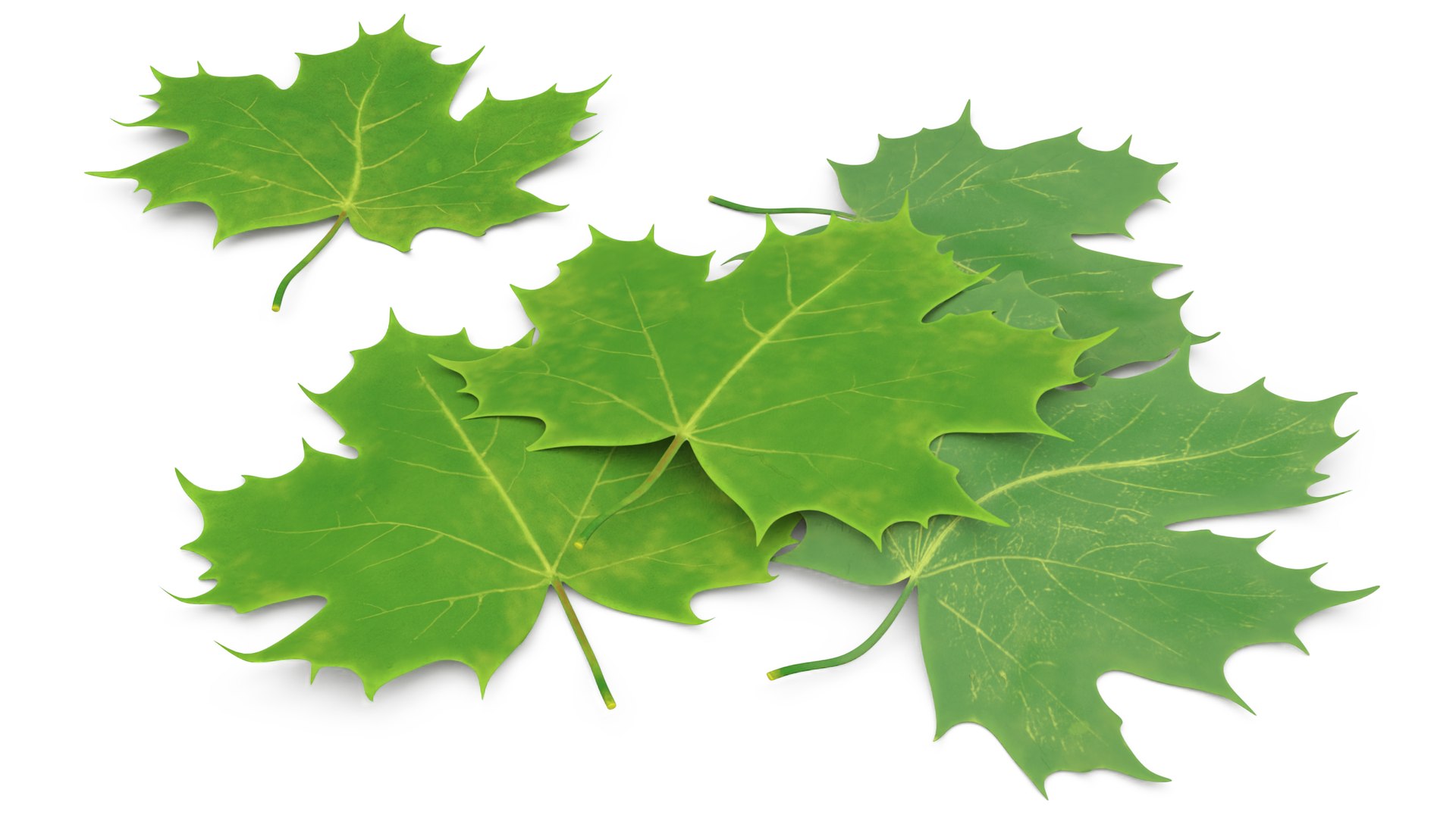 Green Maple Leaves 3D model preview