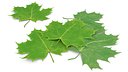 Green Maple Leaves
