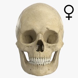 3d caucasoid female skull model