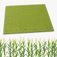 Agricultural Corn Field
