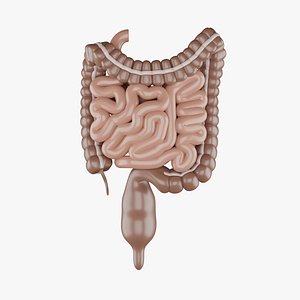Human Intestines 3D Model - Realistic Human Intestines Anatomy 3D