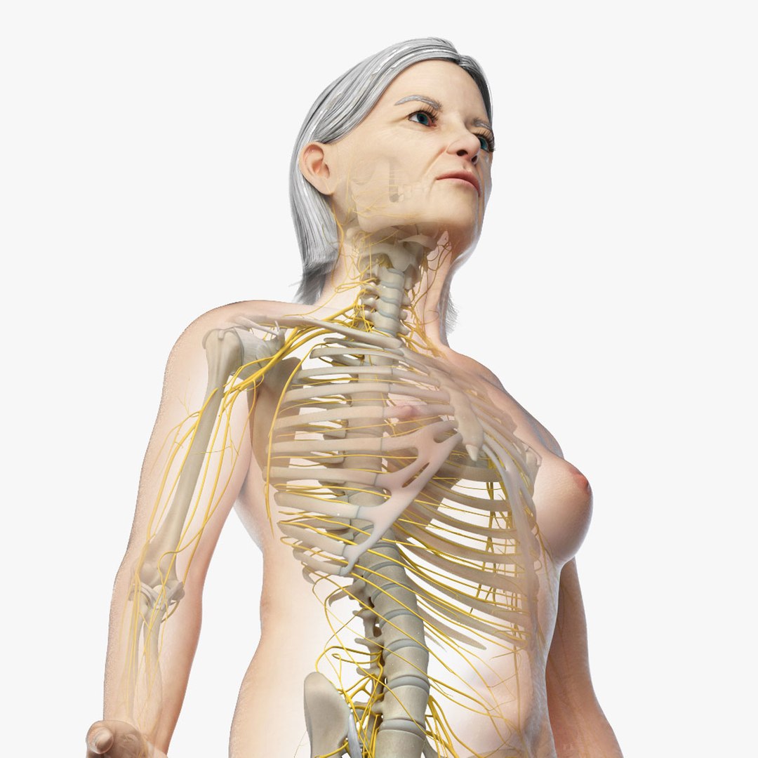 3D skin elder female skeleton https://p.turbosquid.com/ts-thumb/lz/hmAhBU/hbIWefVh/01_elder_female_nerves_square/jpg/1568980787/1920x1080/fit_q87/d5c758eaae72fd8debda2a6fdbdbb20ede8e062f/01_elder_female_nerves_square.jpg