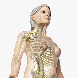 Elder Female Skin, Skeleton And Nerves Rigged