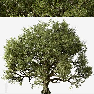 3D model Acer macrophyllum or Bigleaf maple Tree