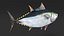 Bluefin Tuna Rigged
