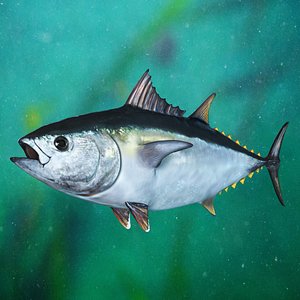 3D Bluefin Tuna Rigged model