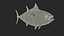 Bluefin Tuna Rigged