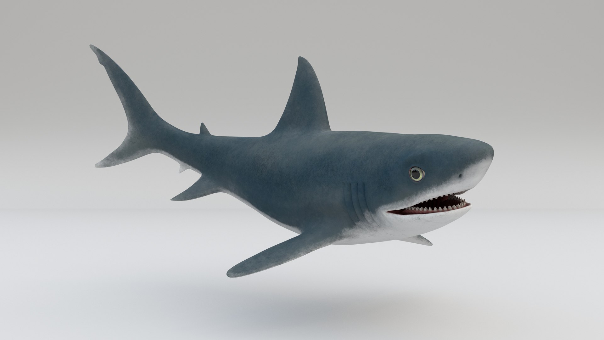 3D Shark ANIMATED - TurboSquid 1986776