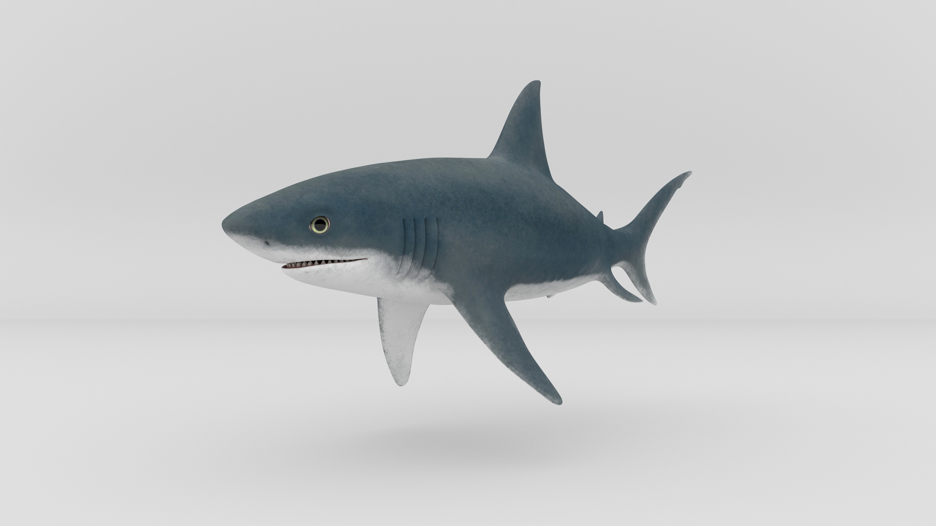 3D Shark ANIMATED - TurboSquid 1986776