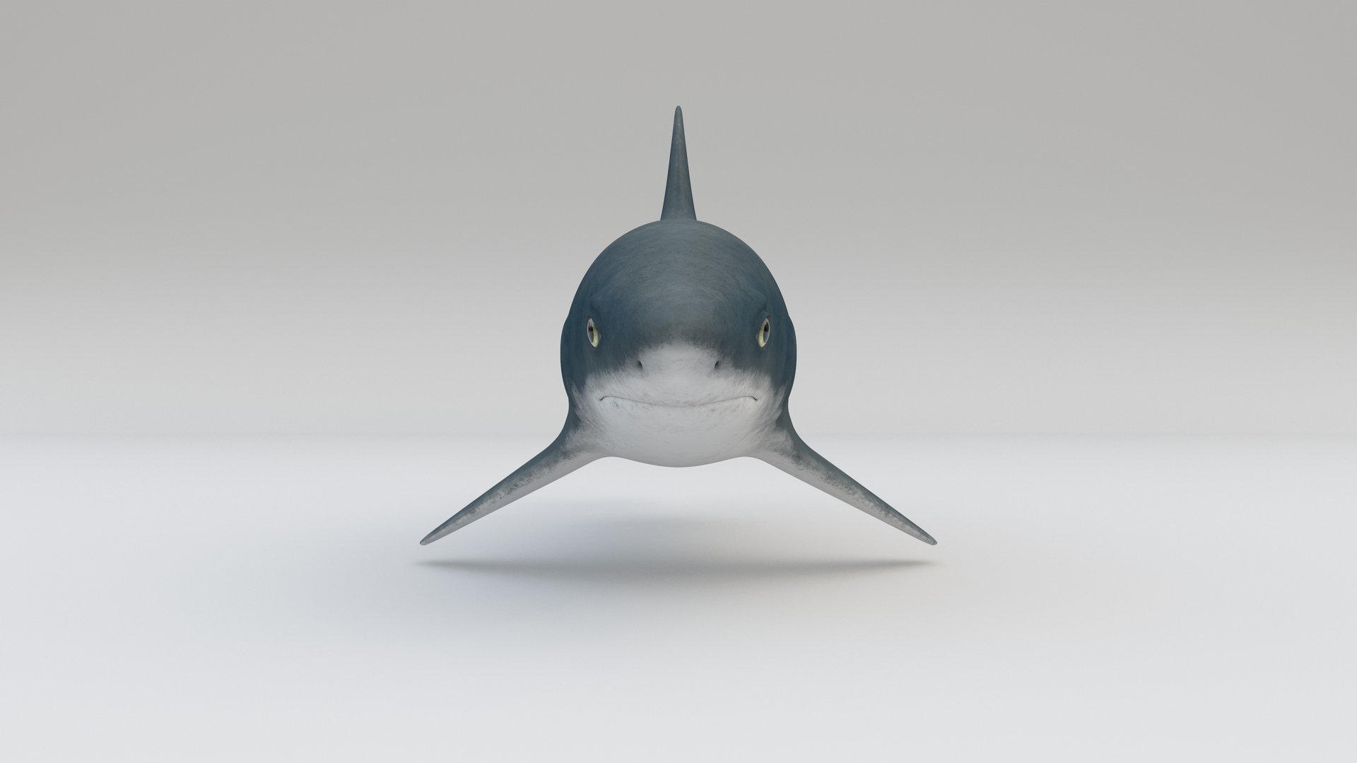 3D Shark ANIMATED TurboSquid 1986776
