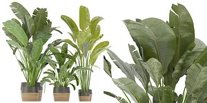 3D model Collection plant vol 275 - blender model