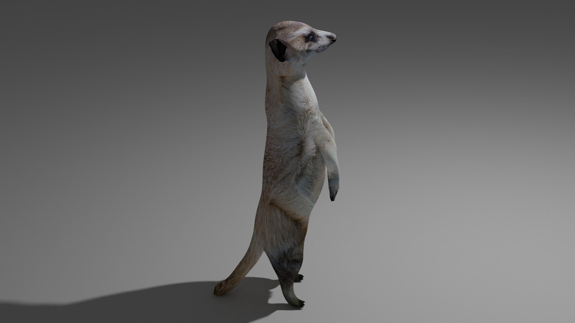 Suricate OBJ model https://p.turbosquid.com/ts-thumb/m0/kGLqNR/N2/3/jpg/1698253512/1920x1080/fit_q87/d19a9120d9e9b3e94e5501748c84ae780128ba1c/3.jpg
