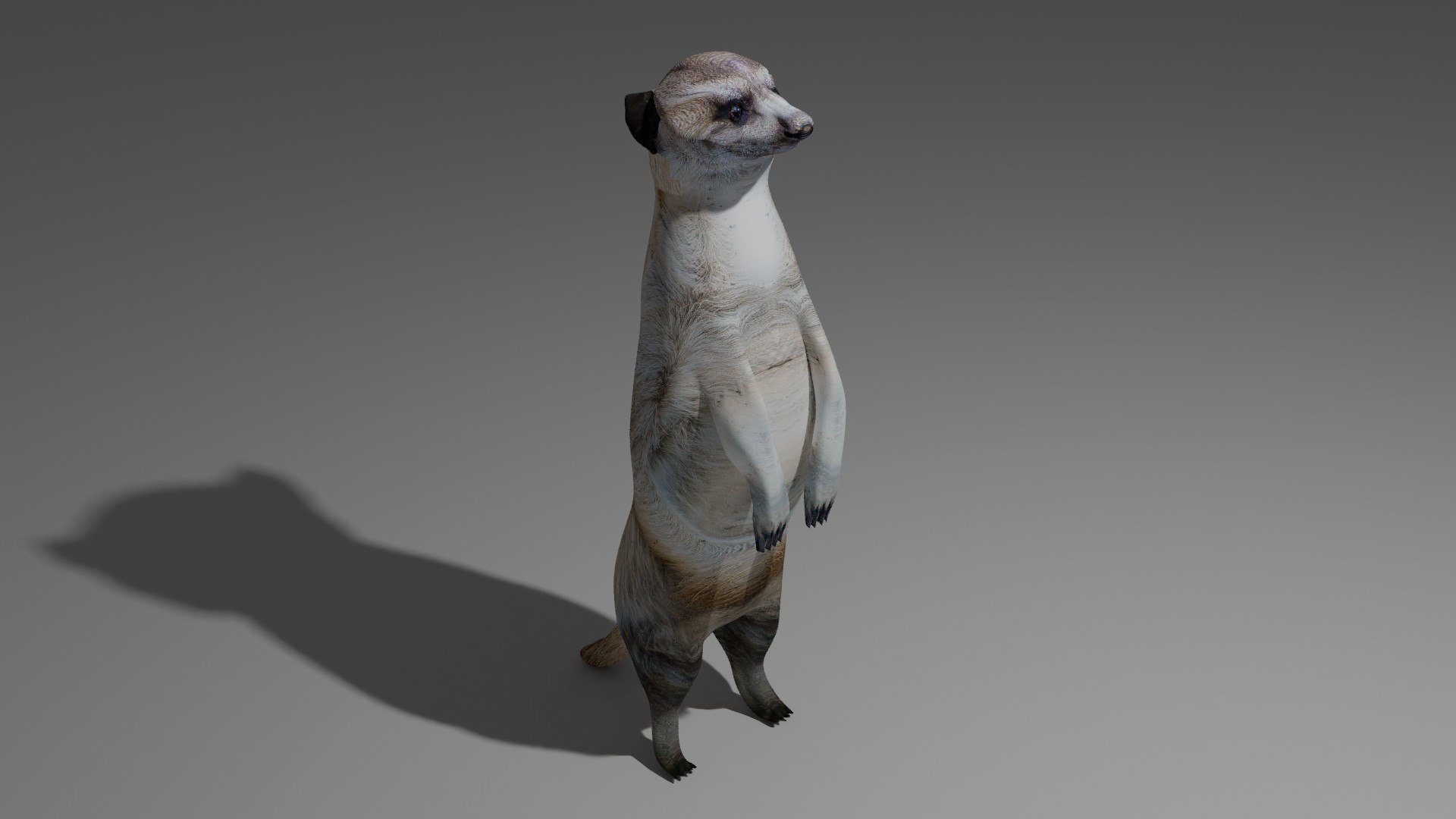 Suricate OBJ model https://p.turbosquid.com/ts-thumb/m0/kGLqNR/fX/1/jpg/1698253511/1920x1080/fit_q87/6f5779bfe3f4018d9f87838470347dd5718cce31/1.jpg