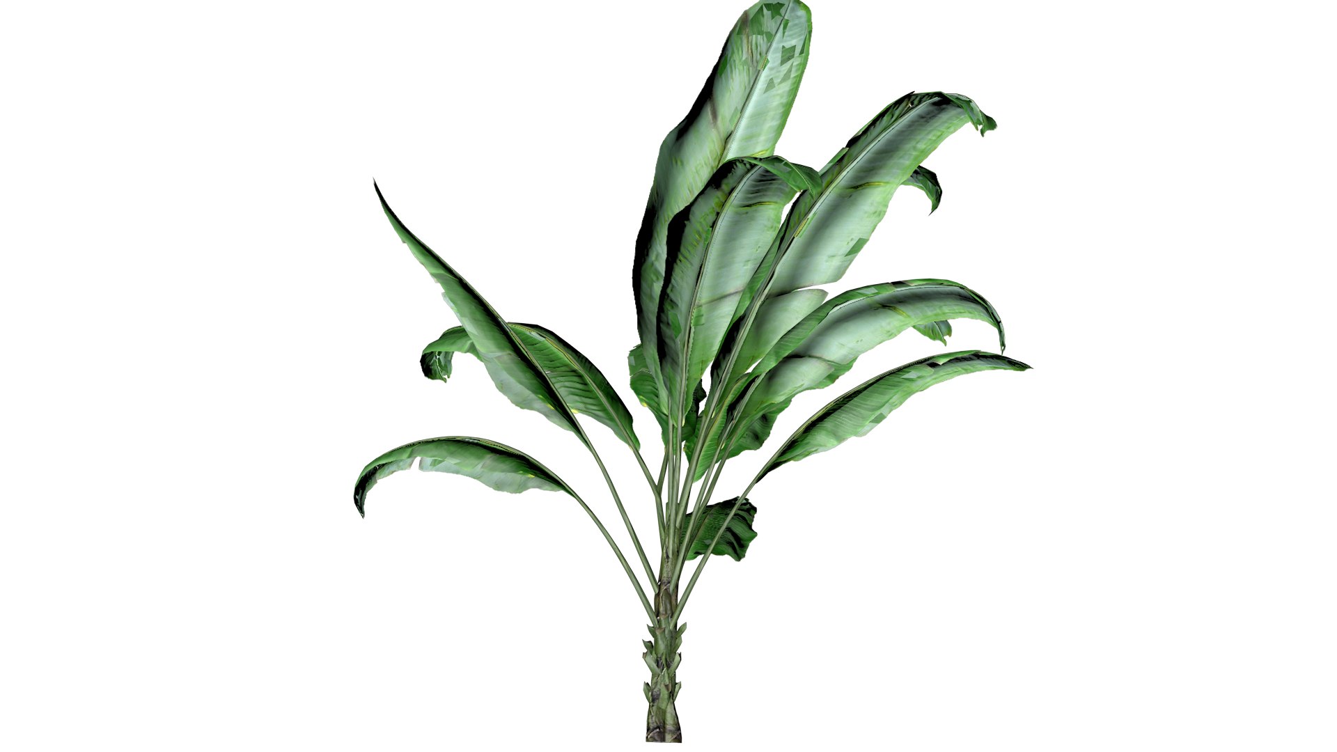 Banana Plant - 08 - 3D model https://p.turbosquid.com/ts-thumb/m0/s2JDeq/MG/bp_81/png/1741614262/1920x1080/fit_q87/0e596c3d042a10f80e73fbb0120461bcddce7717/bp_81.jpg