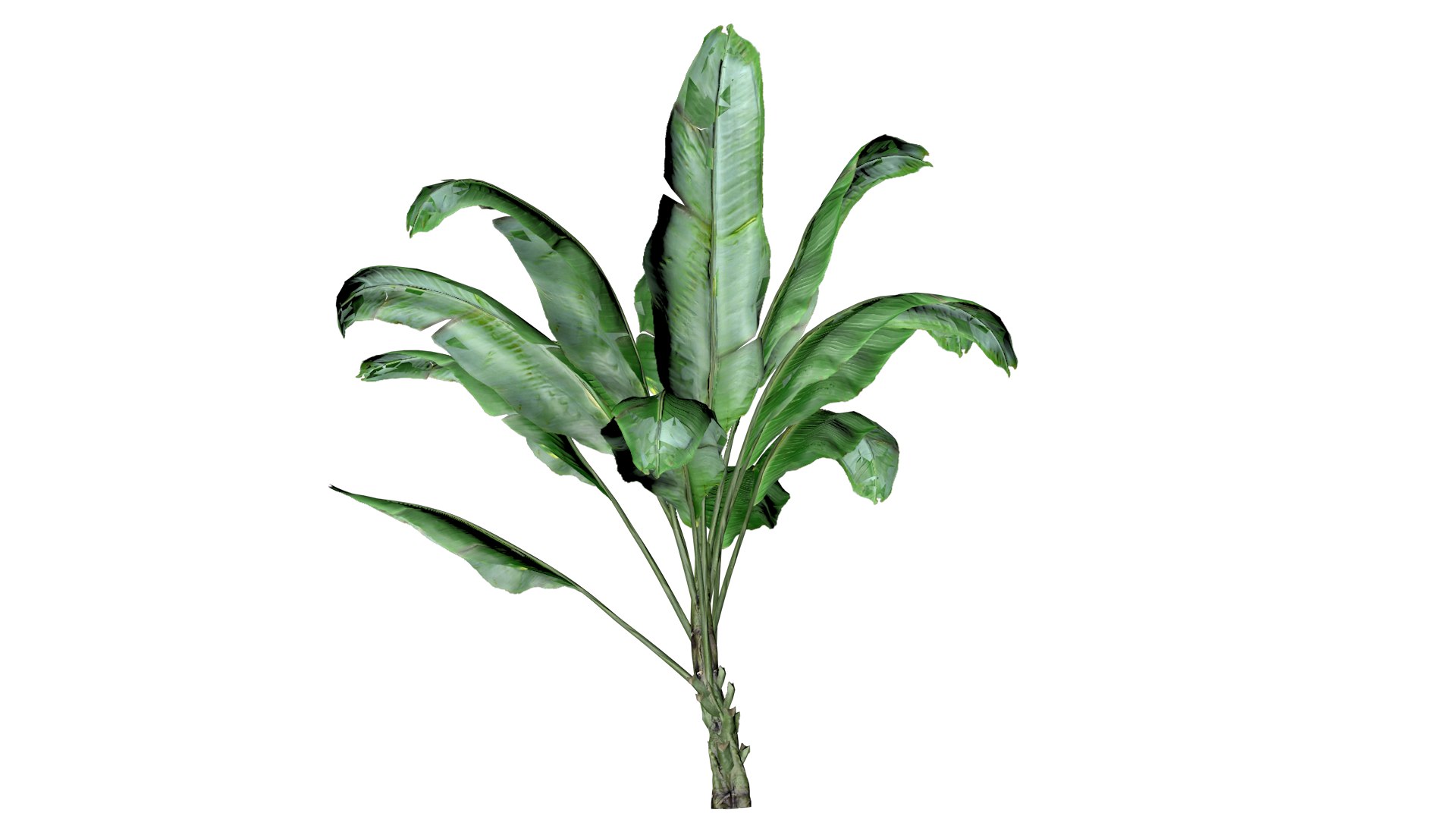 Banana Plant - 08 - 3D model https://p.turbosquid.com/ts-thumb/m0/s2JDeq/ir/bp_8/png/1741614262/1920x1080/fit_q87/0fa0aeb6b40eb6b3435048a6012c9df86c66f029/bp_8.jpg