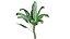 Planta de banano - 08 -