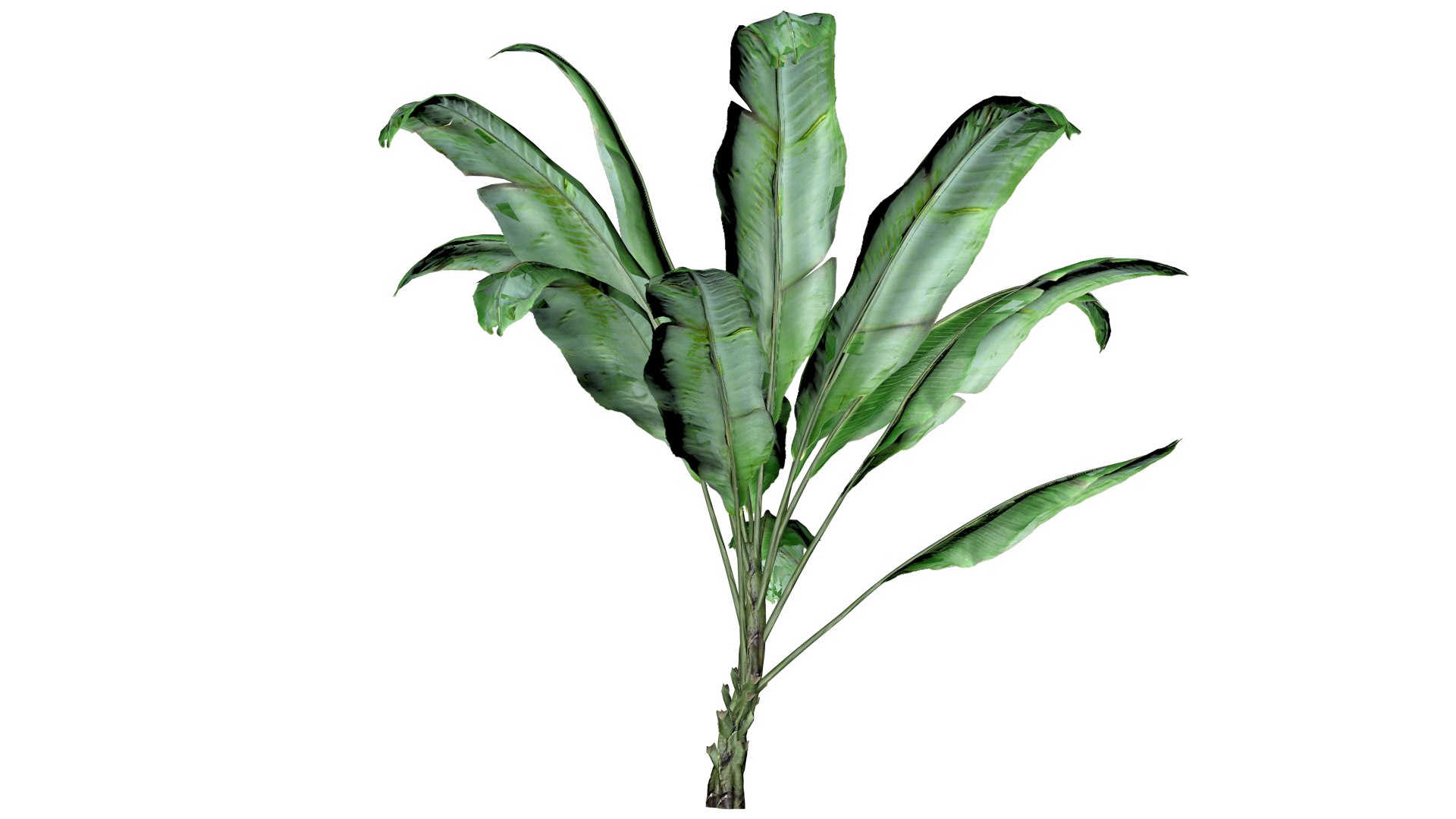 Banana Plant - 08 - 3D model https://p.turbosquid.com/ts-thumb/m0/s2JDeq/lu/bp_82/png/1741614263/1920x1080/fit_q87/f292335b172a7f44a9fd401867993dc4f54d5170/bp_82.jpg