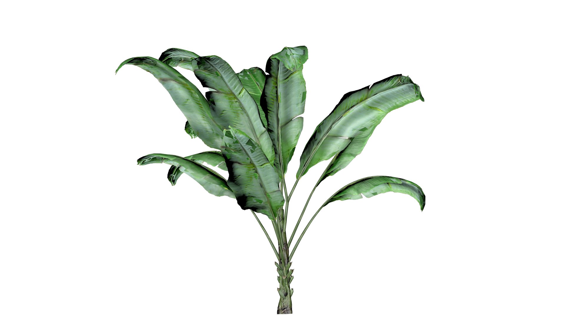 Banana Plant - 08 - 3D model https://p.turbosquid.com/ts-thumb/m0/s2JDeq/pH/bp_83/png/1741614263/1920x1080/fit_q87/ae128af07a069bd5b522e8f113e0dcbba55e2261/bp_83.jpg