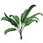 Planta de banano - 08 -