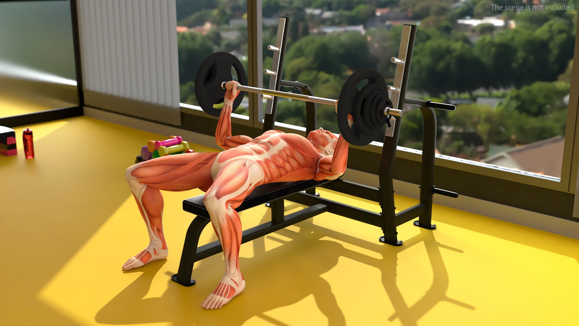 Anatomy Male Muscular System Bench Press Animated Rigged for Cinema 4D 3D model https://p.turbosquid.com/ts-thumb/m0/yTlsjX/B5/anatomy_male_muscular_system_bench_press_animated_rigged_003/jpg/1757329815/1920x1080/fit_q87/f5df9cf0c1396ea74b49fdd20eed7f7c4d6fbc6a/anatomy_male_muscular_system_bench_press_animated_rigged_003.jpg