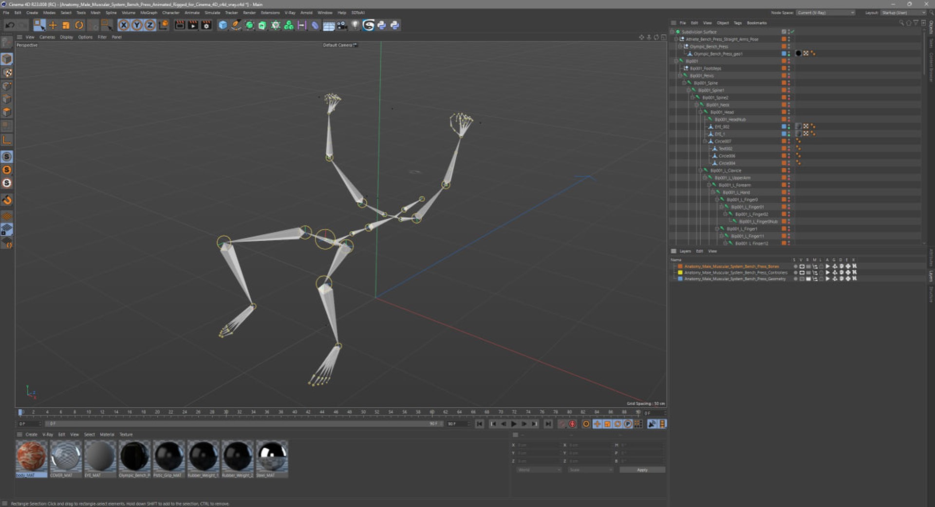 Anatomy Male Muscular System Bench Press Animated Rigged for Cinema 4D 3D model https://p.turbosquid.com/ts-thumb/m0/yTlsjX/R1/anatomy_male_muscular_system_bench_press_animated_rigged_for_cinema_4d_1003/jpg/1757329838/1920x1080/fit_q87/c72d0cc36eae749490a512ab6b540bd79e6f4686/anatomy_male_muscular_system_bench_press_animated_rigged_for_cinema_4d_1003.jpg