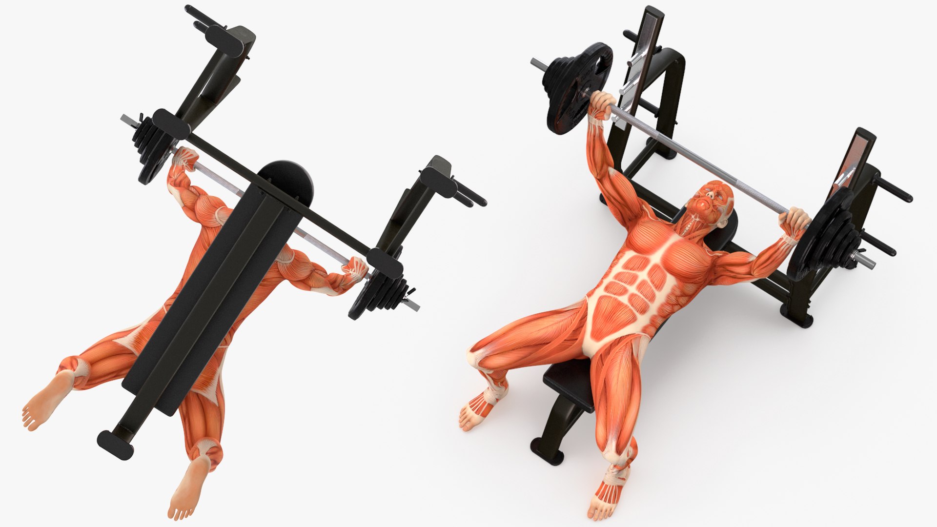 Anatomy Male Muscular System Bench Press Animated Rigged for Cinema 4D 3D model https://p.turbosquid.com/ts-thumb/m0/yTlsjX/Vp/anatomy_male_muscular_system_bench_press_animated_rigged_010/jpg/1757329820/1920x1080/fit_q87/4fa52eb2a7e02df1c15ecc219eb2078462a088be/anatomy_male_muscular_system_bench_press_animated_rigged_010.jpg