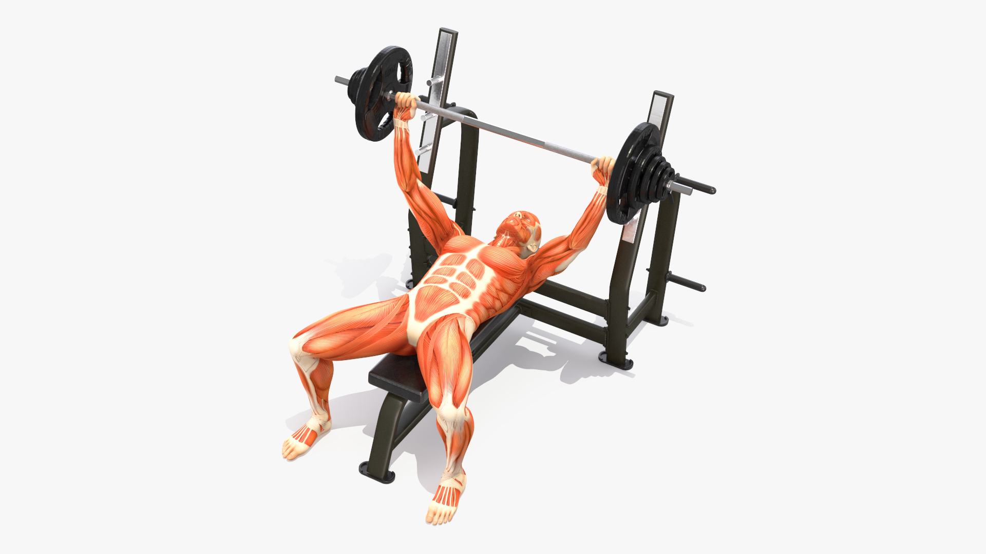 Anatomy Male Muscular System Bench Press Animated Rigged for Cinema 4D 3D model https://p.turbosquid.com/ts-thumb/m0/yTlsjX/Za/anatomy_male_muscular_system_bench_press_animated_rigged_361/jpg/1770190129/1920x1080/turn_fit_q99/05de11a98db68ddd5e753b3a5cb6627734442160/anatomy_male_muscular_system_bench_press_animated_rigged_361-1.jpg