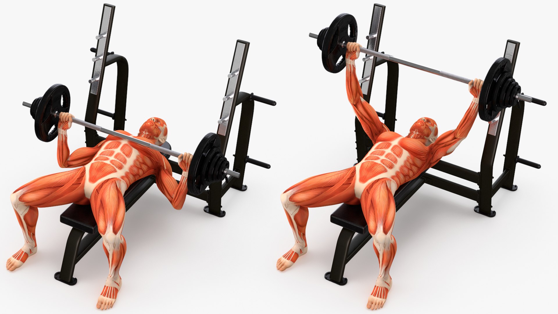 Anatomy Male Muscular System Bench Press Animated Rigged for Cinema 4D 3D model https://p.turbosquid.com/ts-thumb/m0/yTlsjX/hg/anatomy_male_muscular_system_bench_press_animated_rigged_009/jpg/1757329819/1920x1080/fit_q87/2fddd059f1db88f906d29c853ecd21aabbd8f8c3/anatomy_male_muscular_system_bench_press_animated_rigged_009.jpg