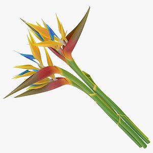 Bird of Paradise - Bouquet
