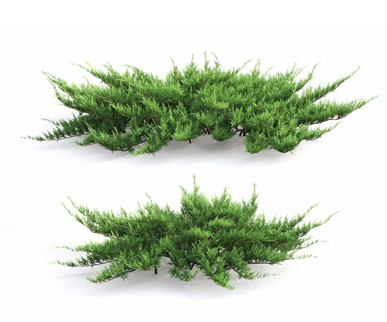 Juniper Bushes 2 Juniperus 3D Model - TurboSquid 1527594