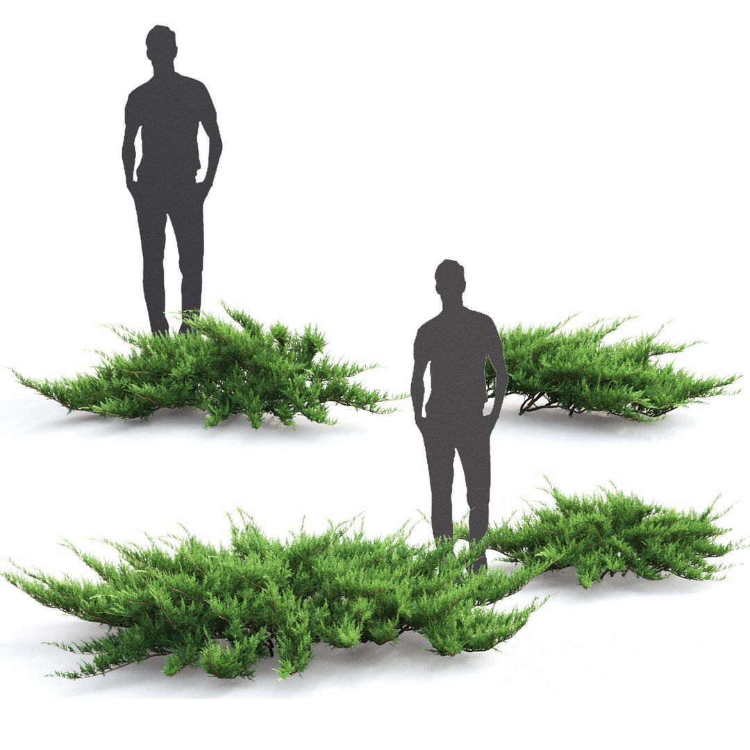 Juniper Bushes 2 Juniperus 3D Model - TurboSquid 1527594