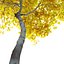 Small maple tree 3D model