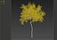 Small maple tree 3D model
