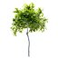 Small maple tree 3D model