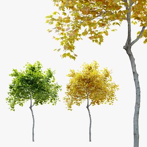 Small maple tree 3D model