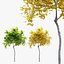 Small maple tree 3D model
