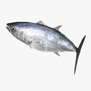 TUNA FISH Rigged L1550