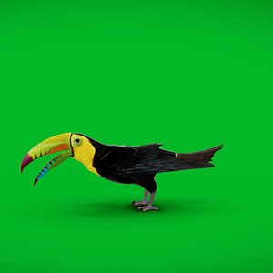 3D Keel Billed Toucan Bird