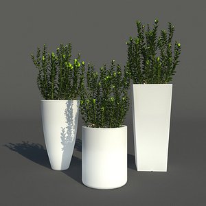 young boxwood led flowerpot model