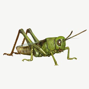 Grasshopper