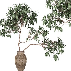 Tree in clay pot