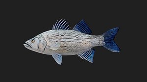 Bass fish 3D model
