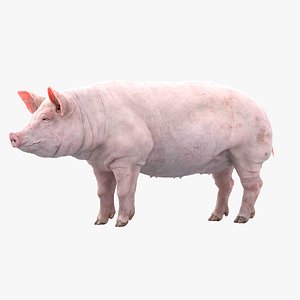 Pig Rigged 3D