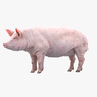 Pig Rigged 3D
