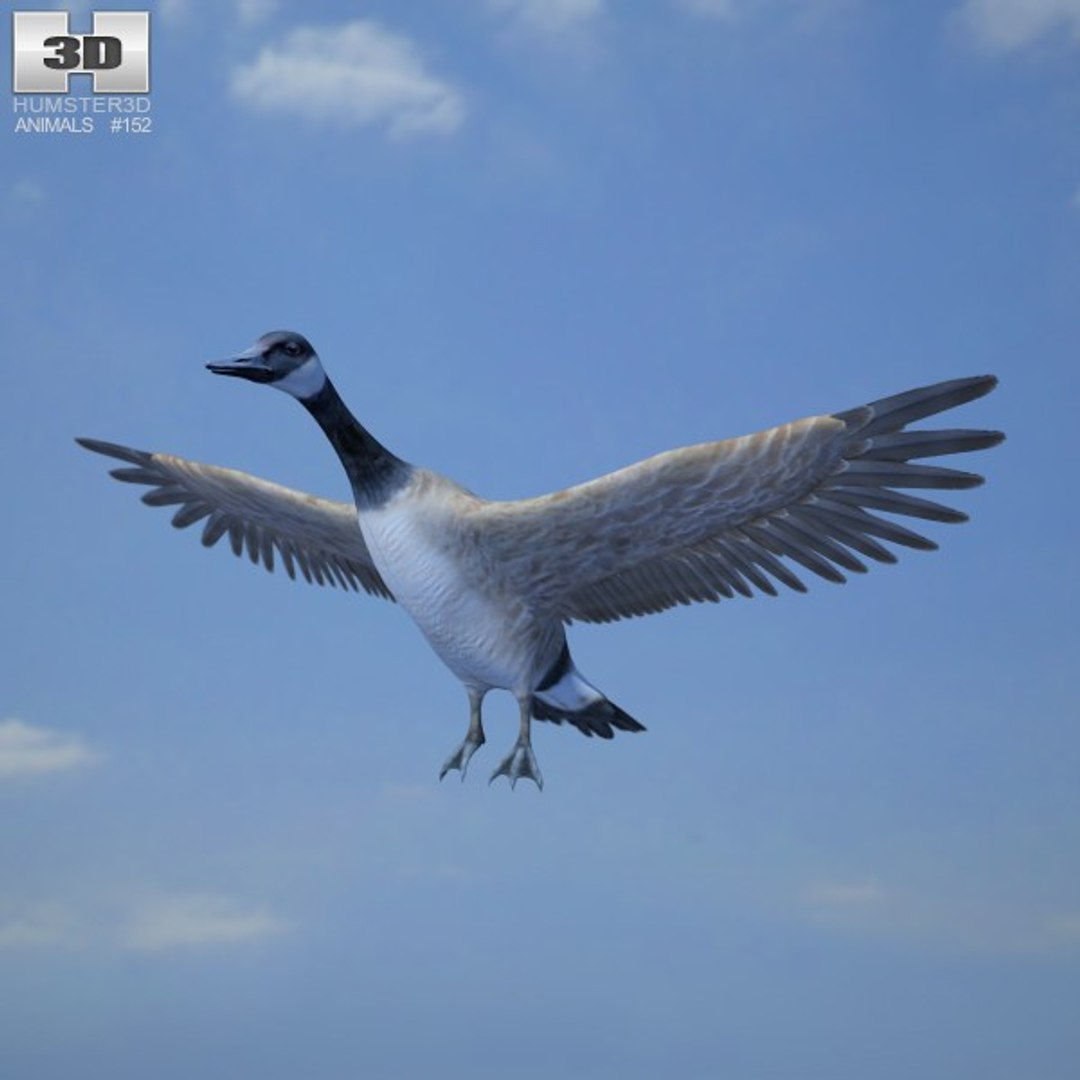 Canada goose 2025 animal 3d