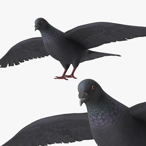 Lowpoly Pigeon Wingspread Black Rigged for Maya