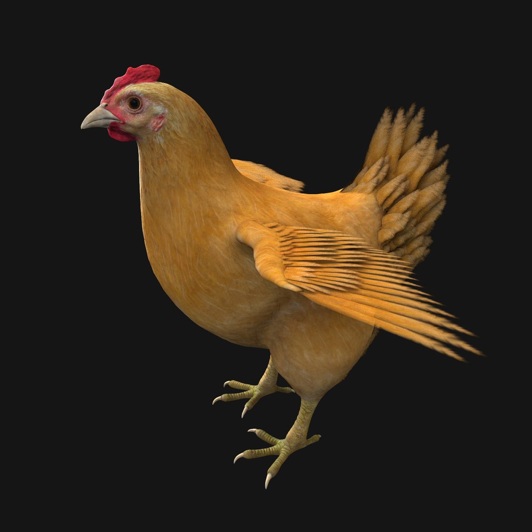 Chicken Rig Animation 3d Model