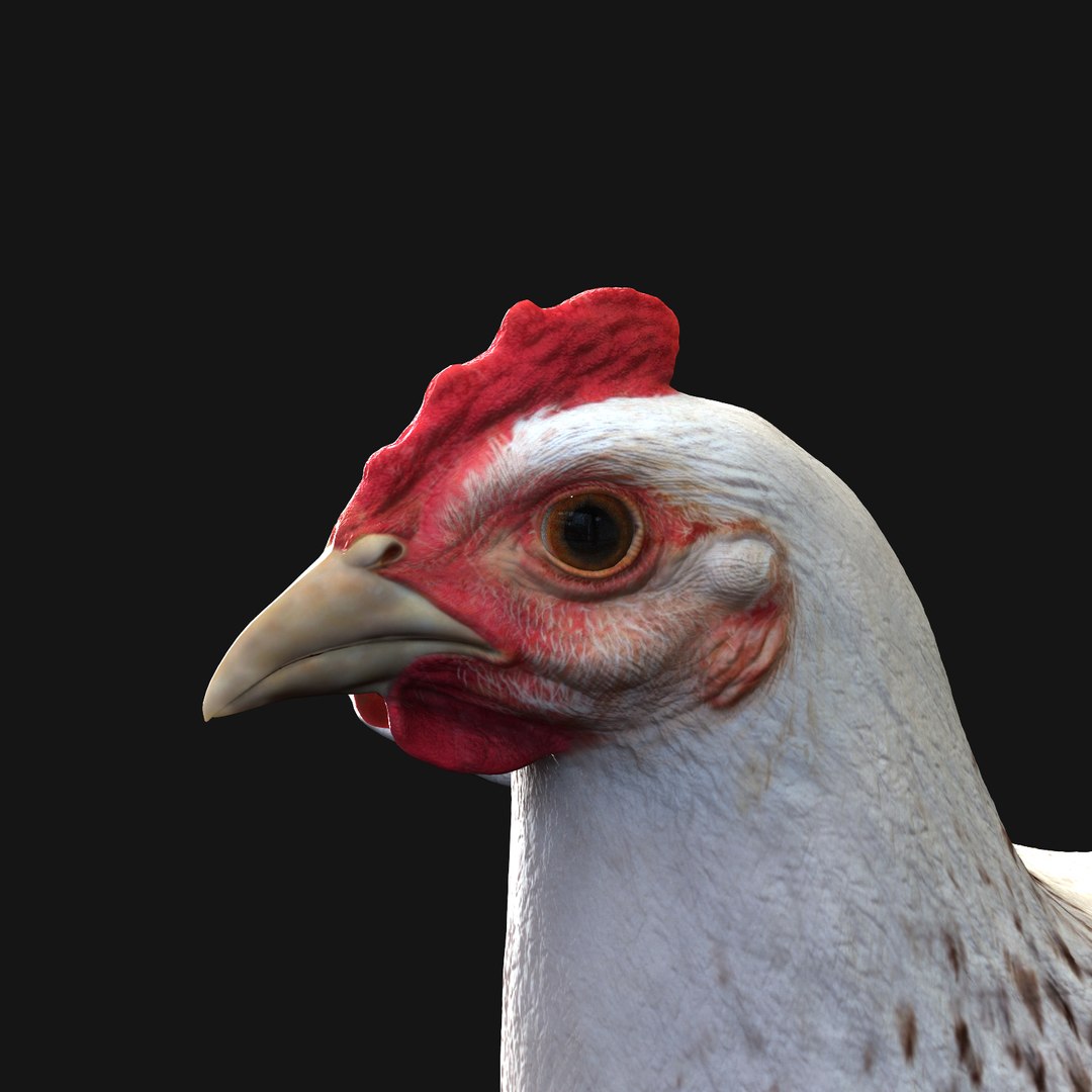 Chicken Rig Animation 3d Model