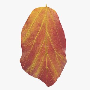 3D model Persian ironwood autumn leaf(1)